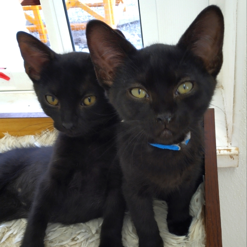 Shelter Kitties 9/11